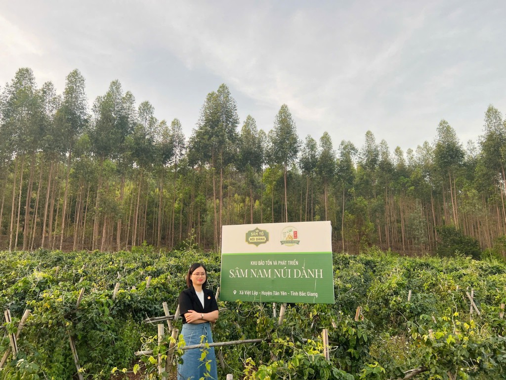 Chị Giáp Thị Ngọc Chung - Giám đốc Công Ty TNHH Sâm Tổ Núi Dành bên khu bảo tồn và phát triển Sâm núi Dành tại chân núi Dành - Bắc Ninh
