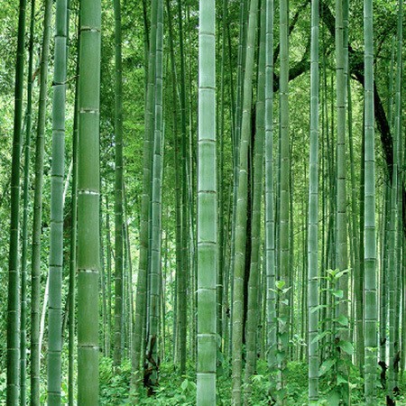 Tre xanh giữa vùng đất lửa: Công ty Aloe Vera và cuộc chinh phục thiên nhiên bằng những cánh rừng tre