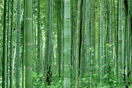 Tre xanh giữa vùng đất lửa: Công ty Aloe Vera và cuộc chinh phục thiên nhiên bằng những cánh rừng tre